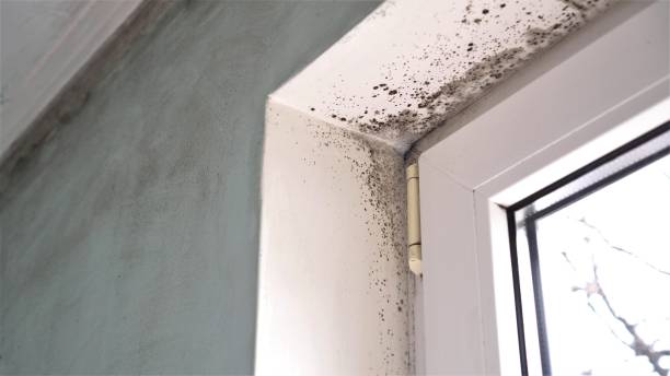 Best Post-Flood Mold Remediation in Clemson University, SC